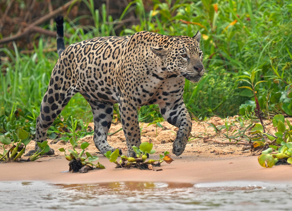 68Jaguar en chasse - Rio pantanal(t).JPG