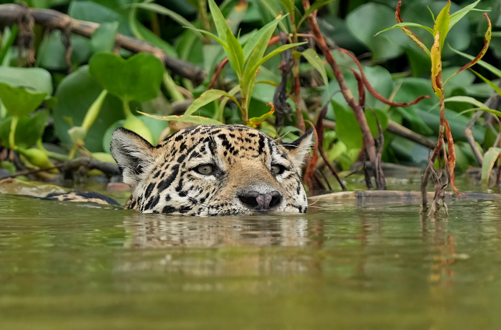 69Jaguar dans la Cuiaba river(t).JPG