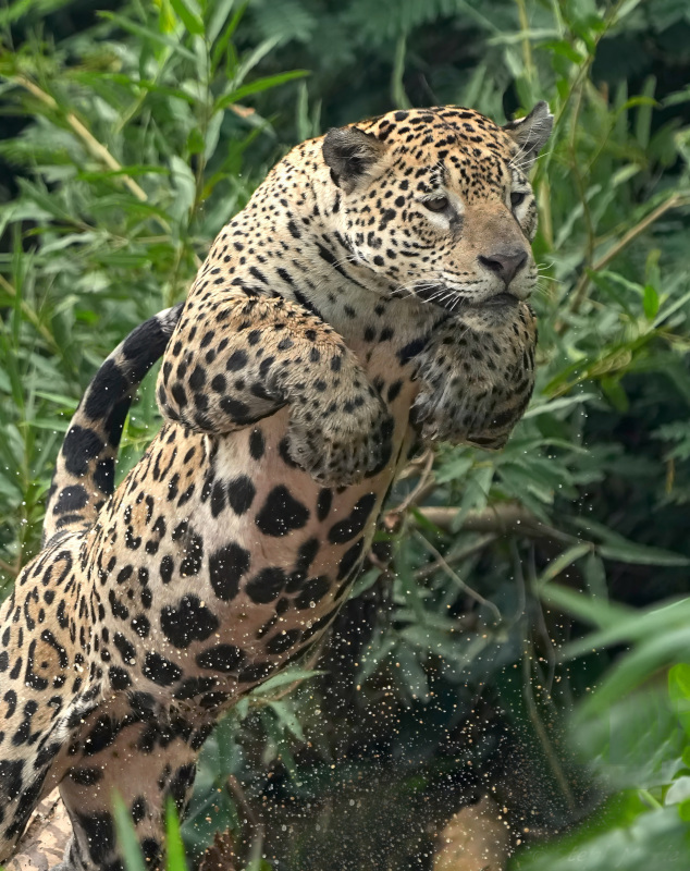 70Jaguar à l'attaque(t).JPG