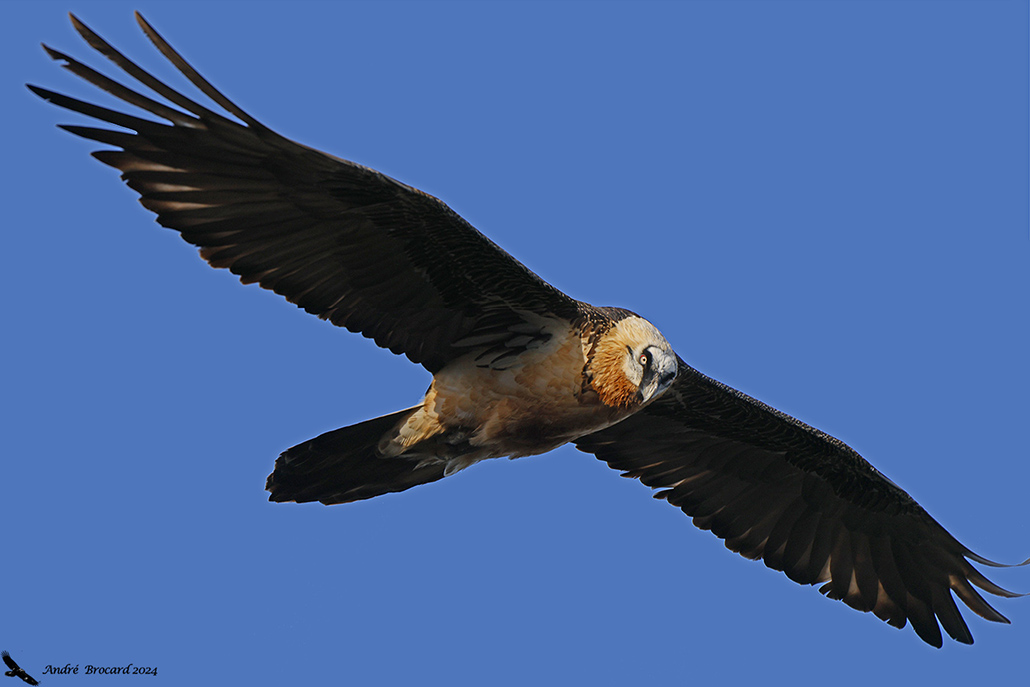 _D9A5340 pano ws.jpeg