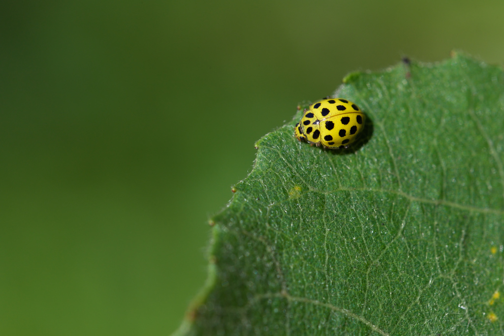 Psyllob cocc 22cpts.jpg