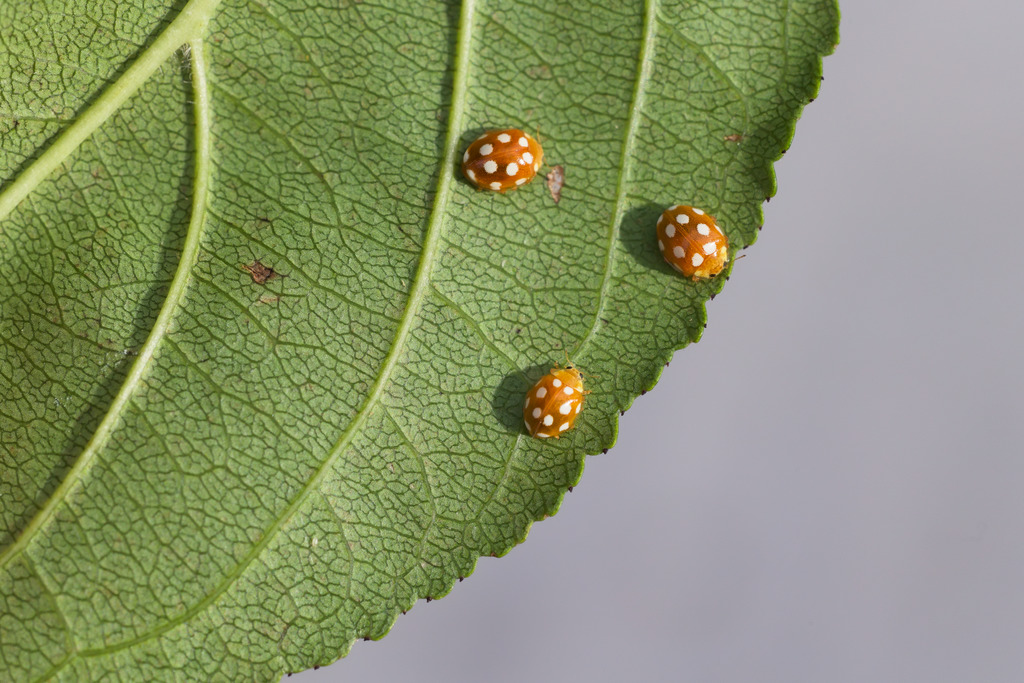 vibidia groupe panthier.jpg