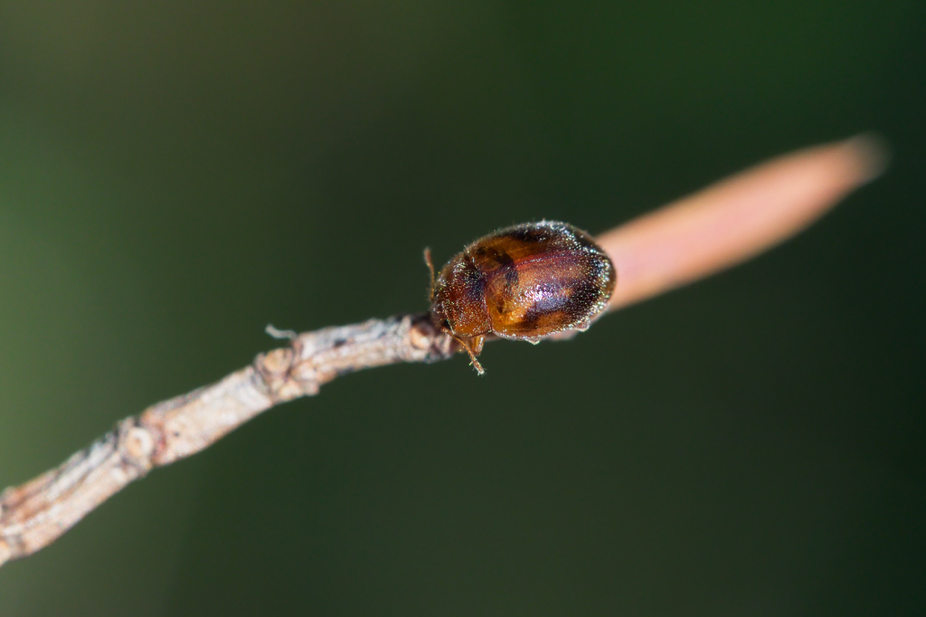 Rhyzobius chrysom1.jpg