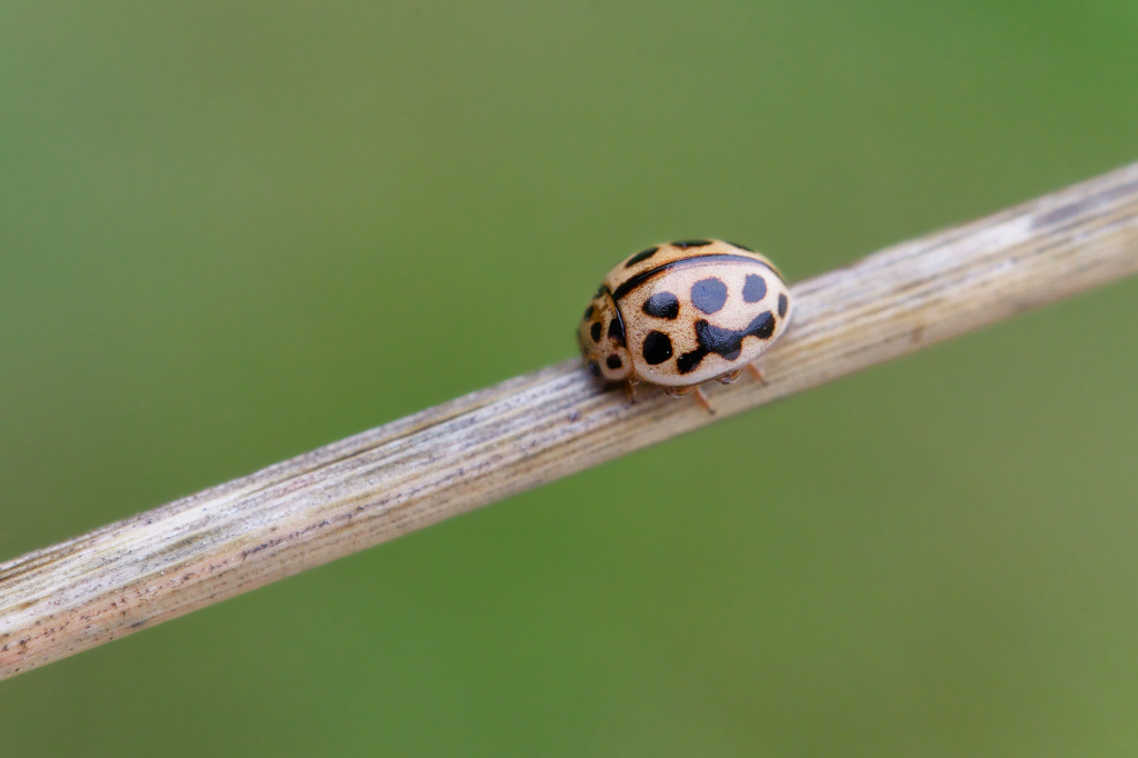 tytthaspis sedecimpunctata panthier2.jpg