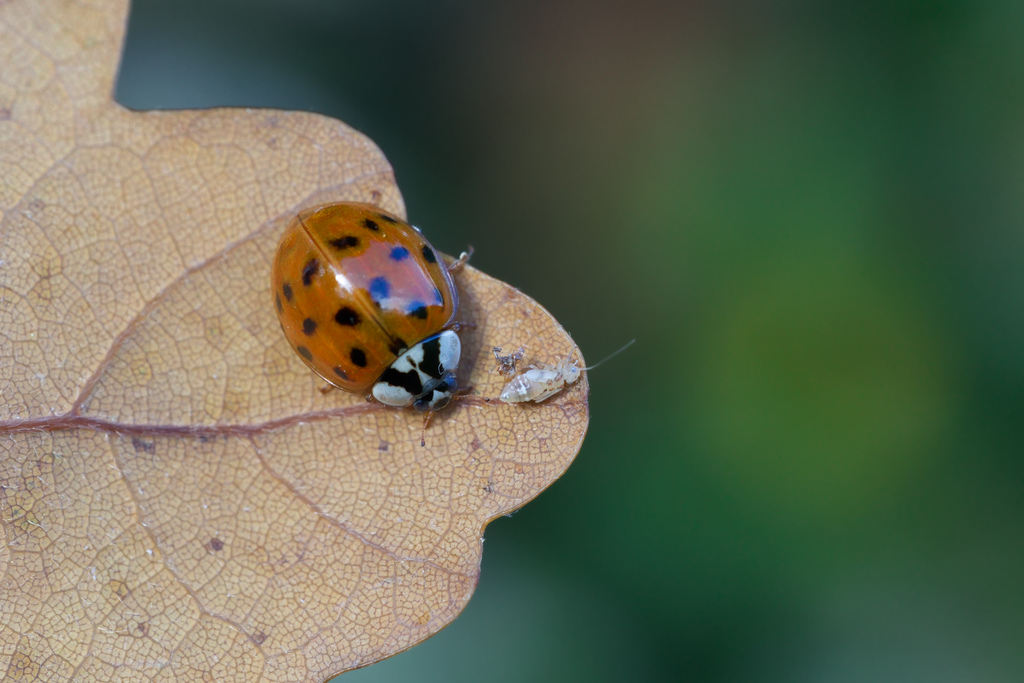 Harmonia axyridis Chambolle1.jpg