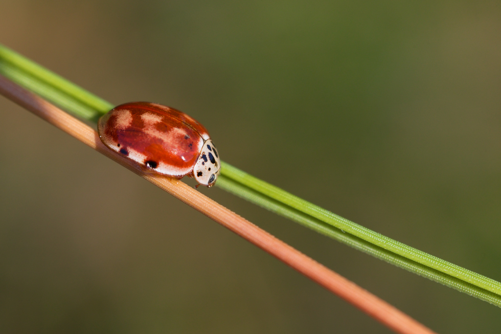 Harmonia quadi pts1.jpg