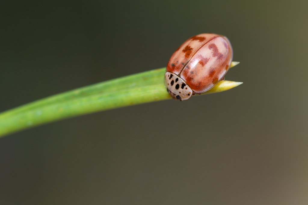 Harmonia quadrI4.jpg