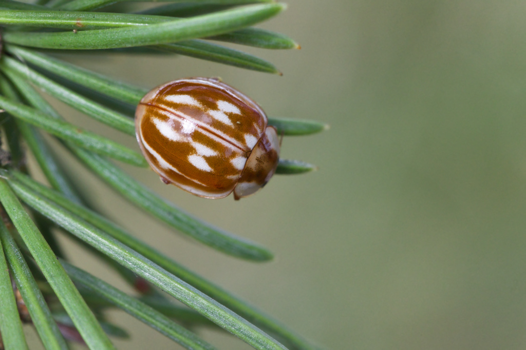 Myzia oblongoguttatA8.jpg