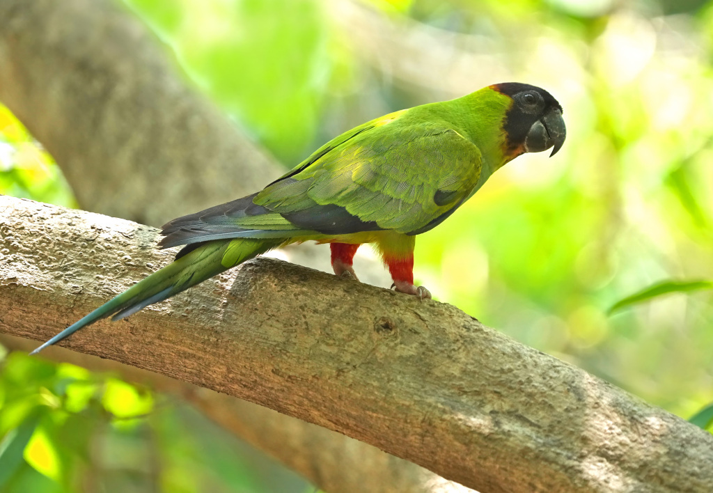 73Conure nanday - Rio cla(t).JPG
