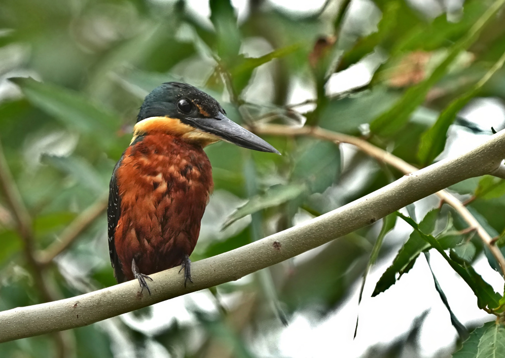 82Martin-pêcheur bicolore - Rio Claro.(t).JPG