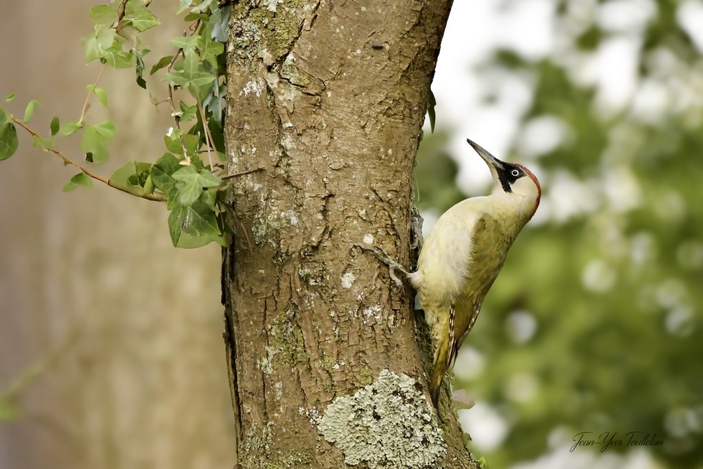 @@@copie (Copier).jpg