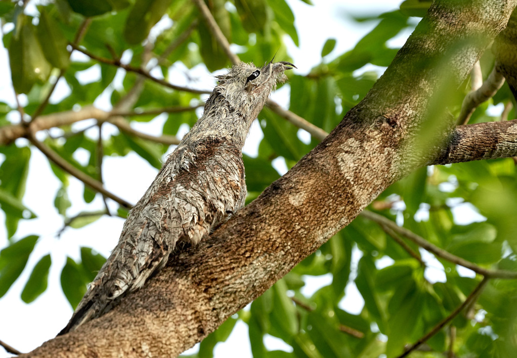 86Grand Ibijau - Piuval(t).JPG