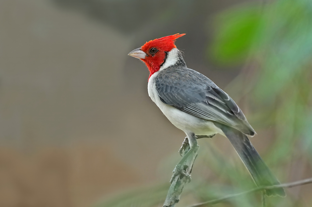 88Paroare huppé -Piuval (2)(t).JPG