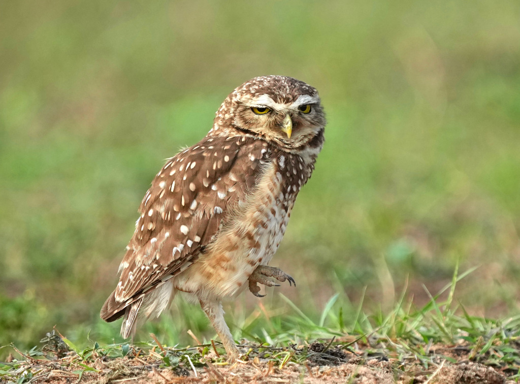 96Chevêche des terriers -piuv(t).JPG