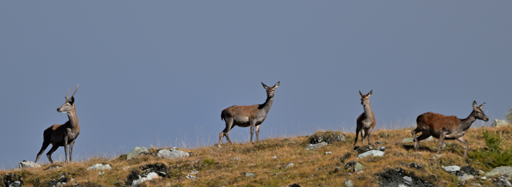 ZSC_9749.jpg
