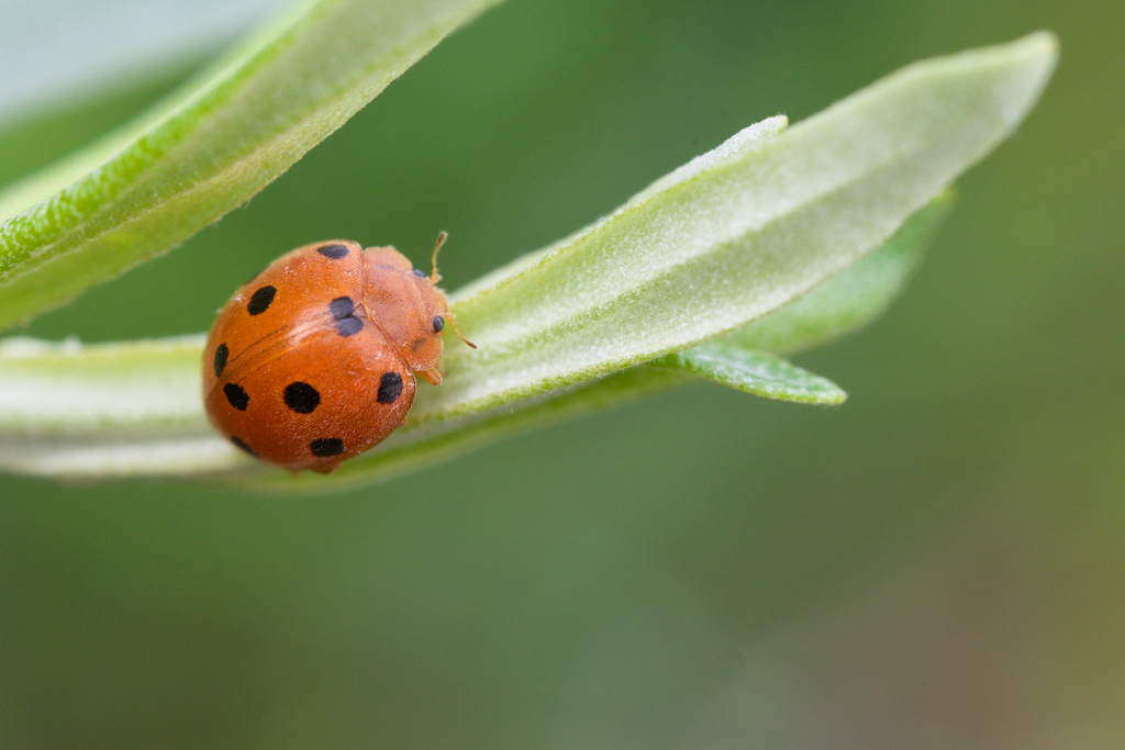 Cocc de la bryone6.jpg