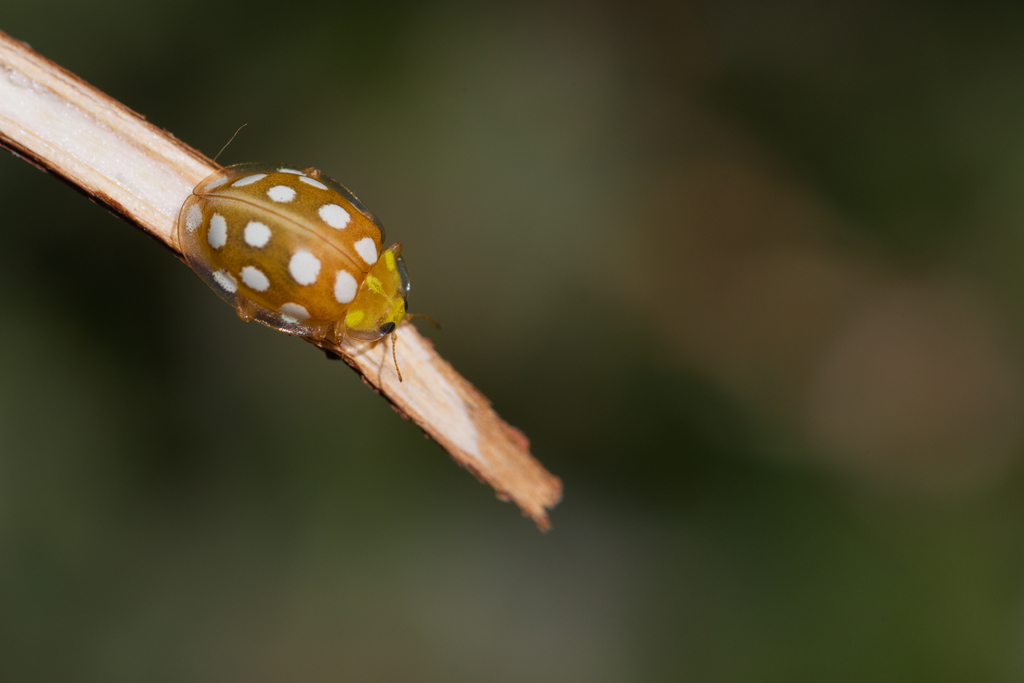 Halyzia sedec Etaules.jpg