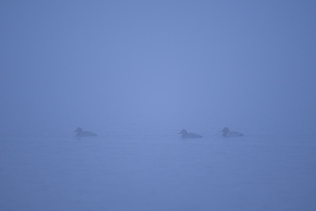 _DSC3950.jpg