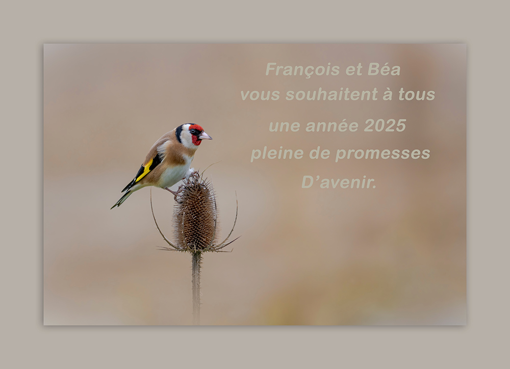 bonne année internet.jpg