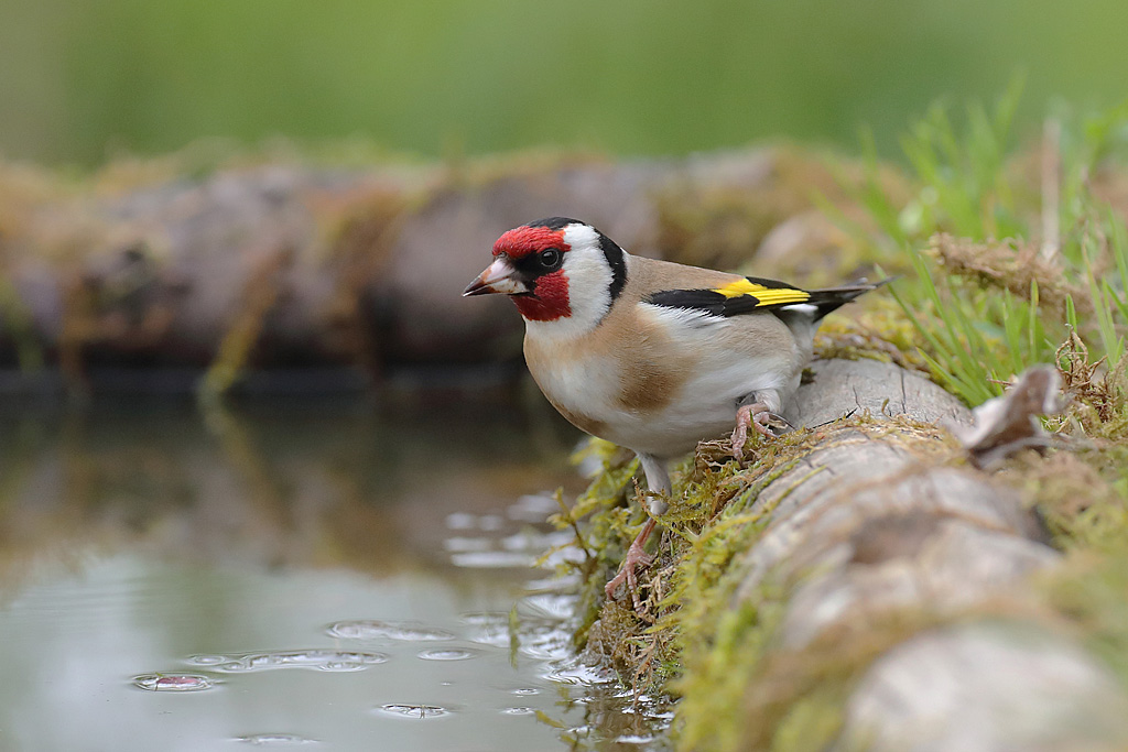 4 - chardonneret élégant à la drink.JPG
