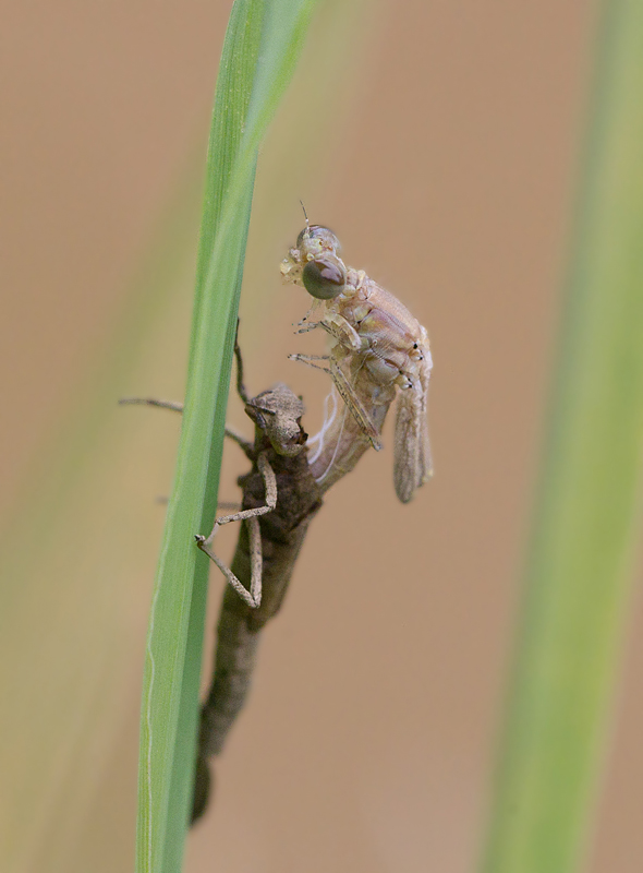 5 - émergence de l'Ischnura elegans.jpg