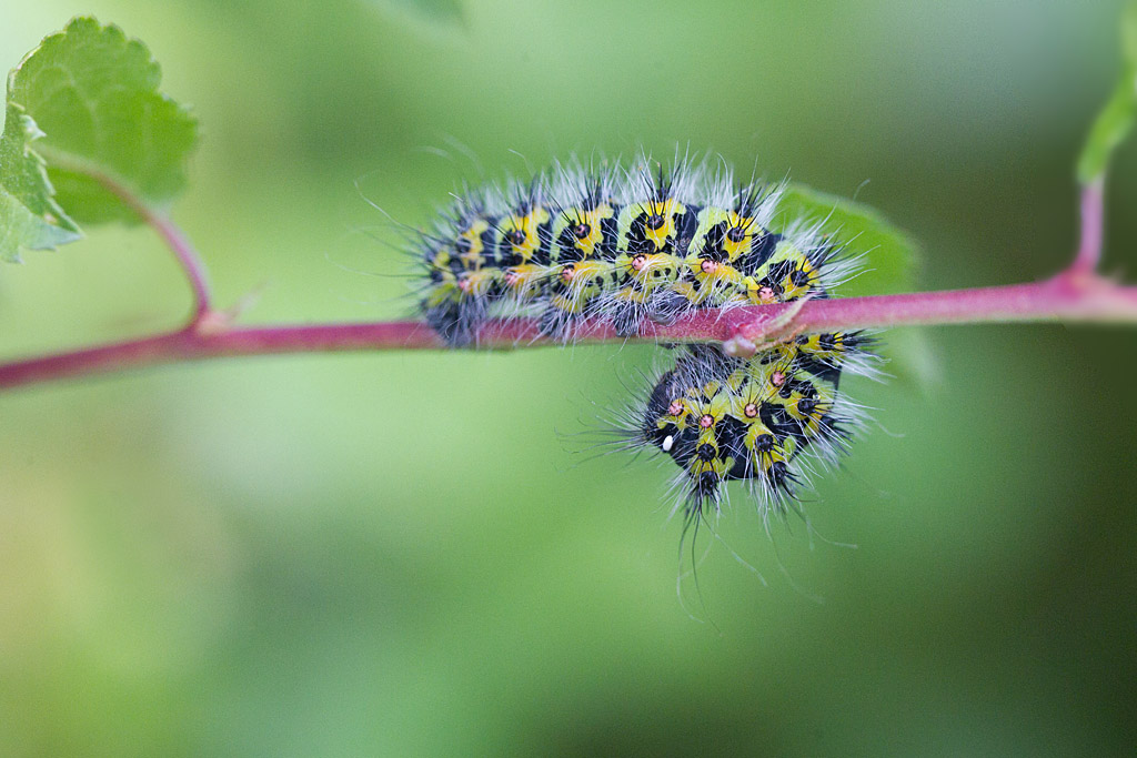 6 - Saturnia pavonia. - le Petit Paon de nuit chenille.jpg