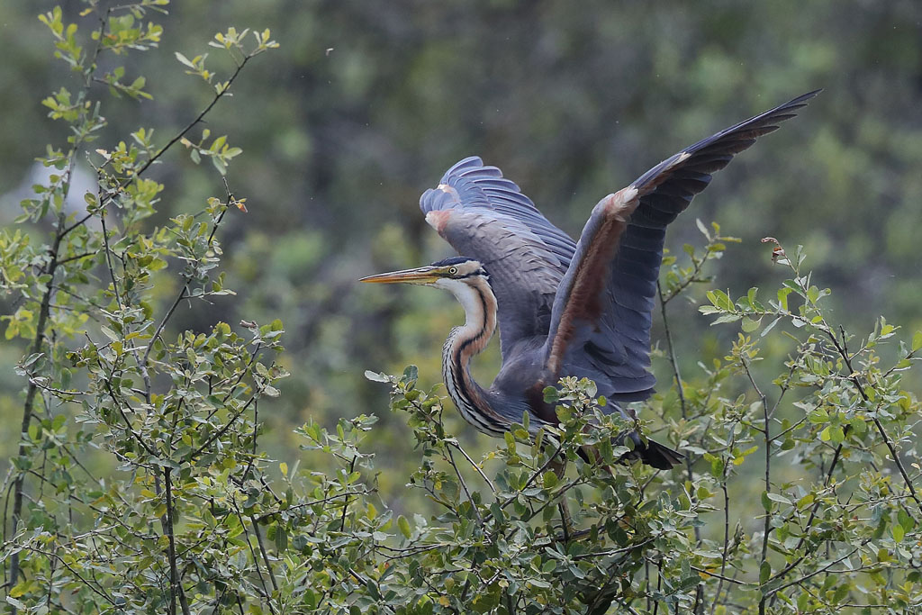 7 - héron pourpré Brenne.JPG