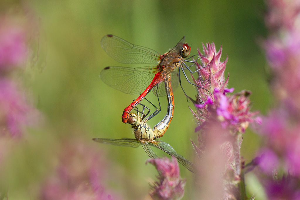 8 - Sympetrum sanguineum.jpg