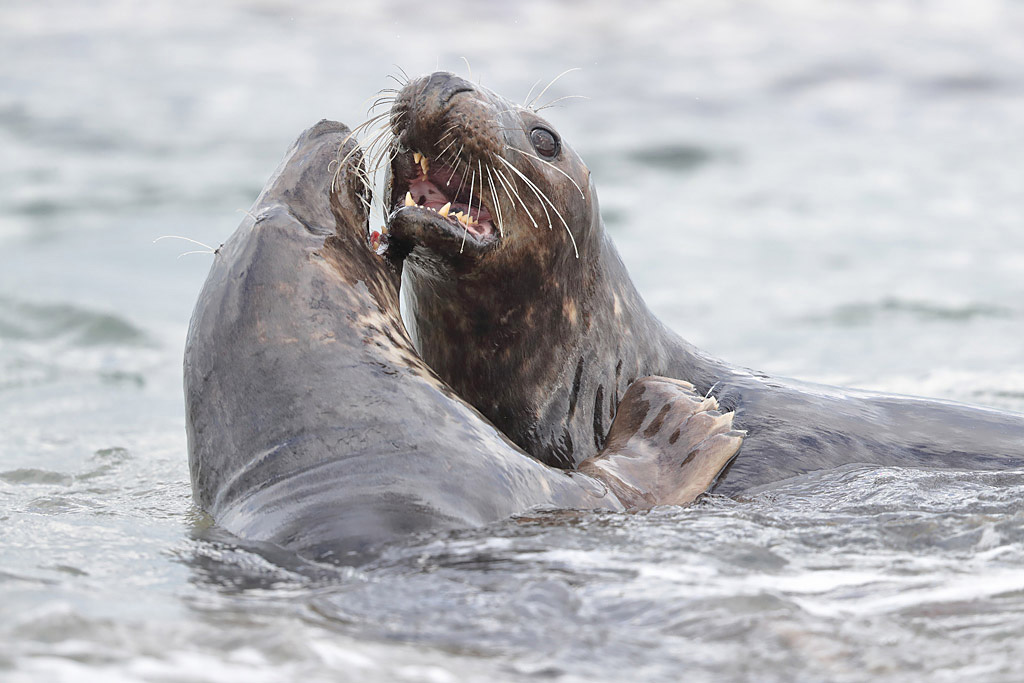 10 - phoques gris.JPG