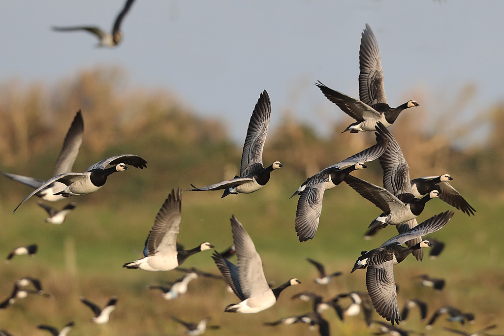 10 bis - Bernache nonnette 29.JPG