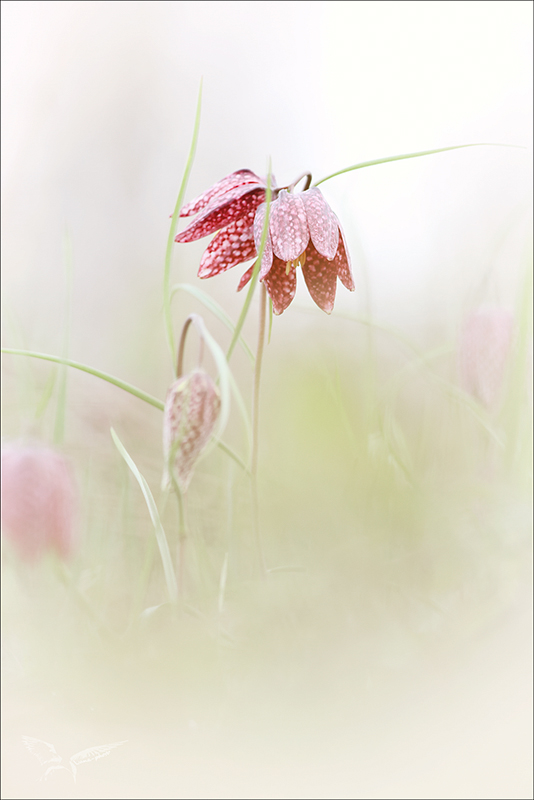 Fritillaire pintade.jpg