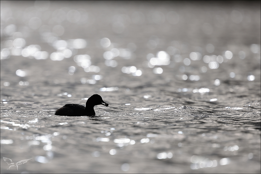 Grèbe castaneux.jpg