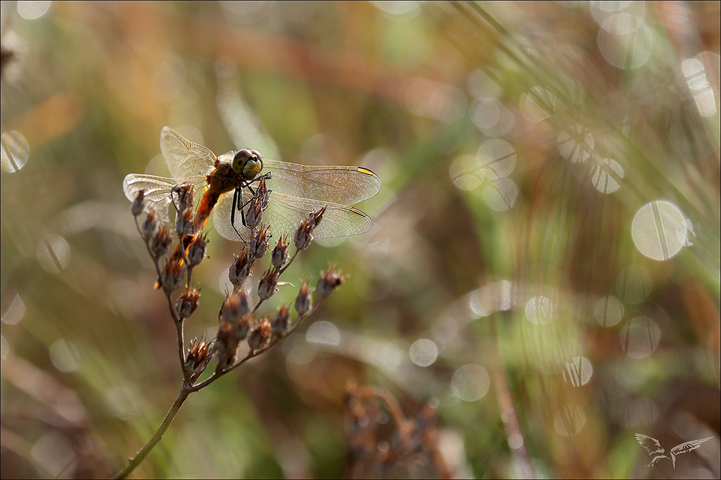 Sympetrum depressiusculum.jpg