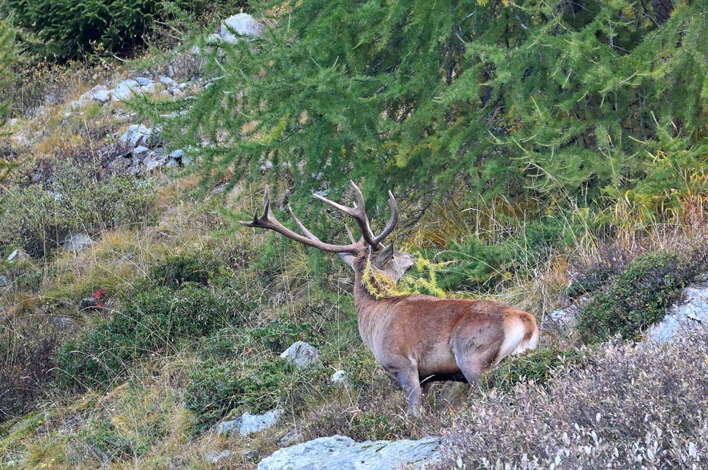 ZSC_9917.jpg