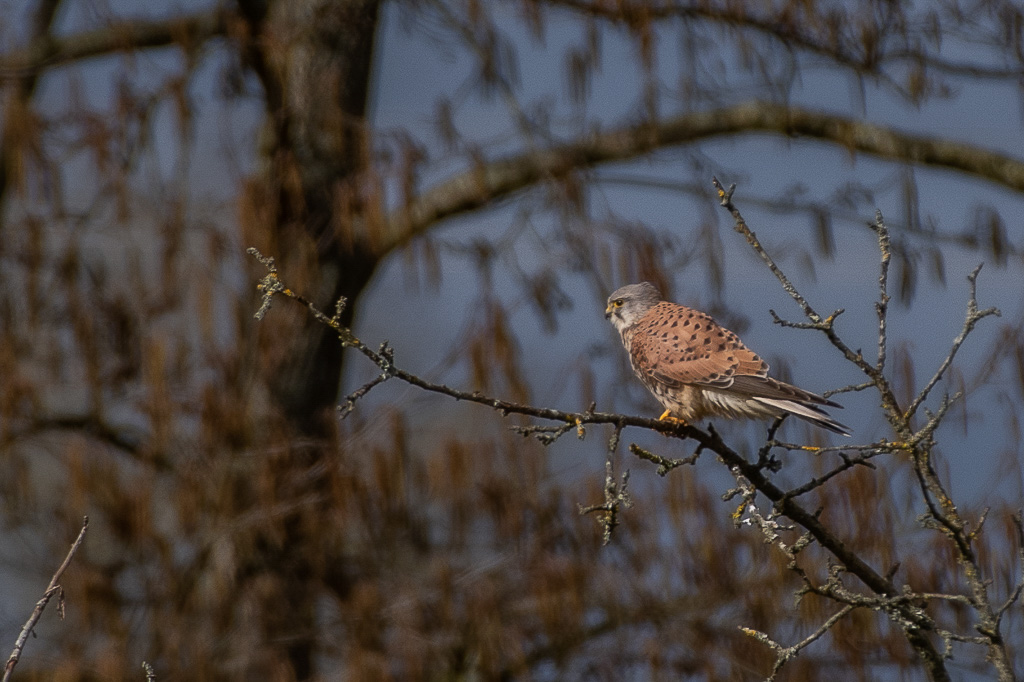 Faucon crécerelle -3-.jpg