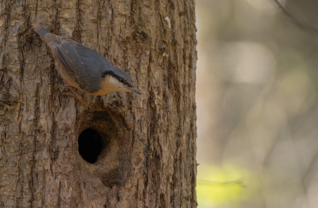03- Mars 2024 Sitelle torchepot.jpg