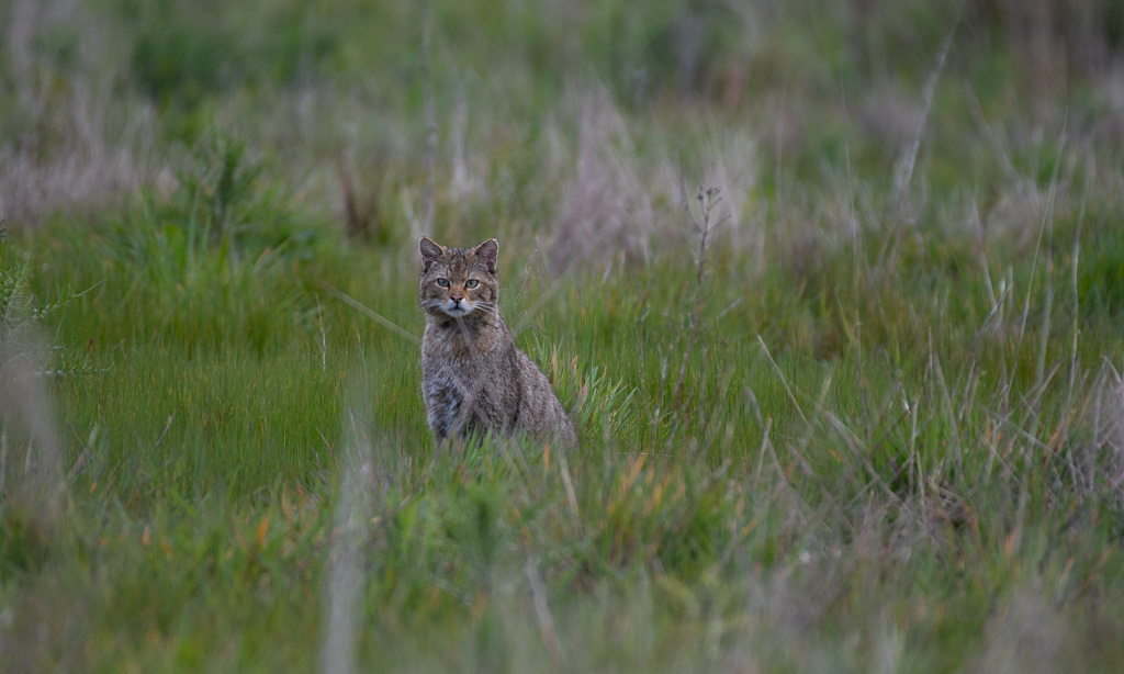 04- Avril 2024 Chat forestier.jpg