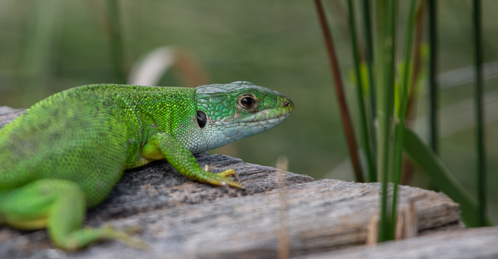 05- Mai 2024 Lézard vert.jpg