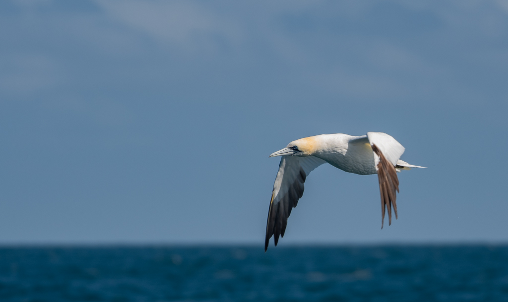 09- Septembre              2024.                    Fou de bassan.jpg