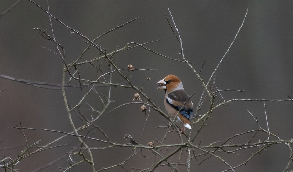 12- Décembre 2024. Gros bec casse-noyau.jpg