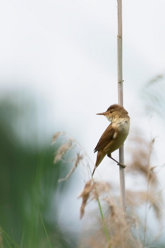 DSC_0340_DxO_Nik redim forum.jpg