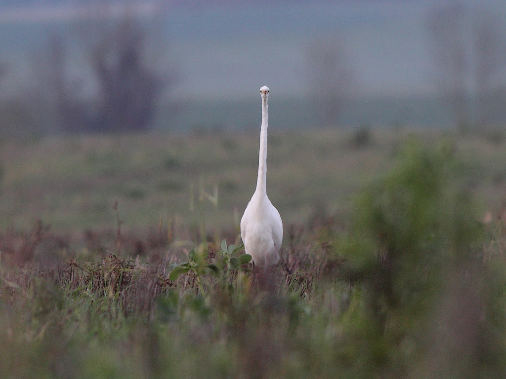 grande aigrette.jpg
