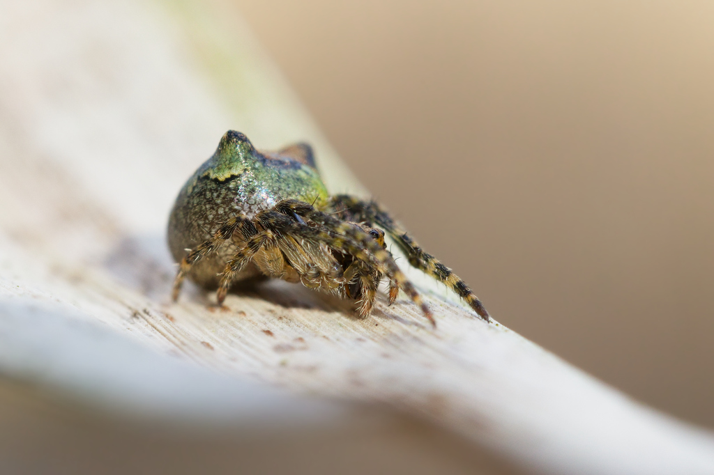 Gibbaranea bituberculata2.jpg