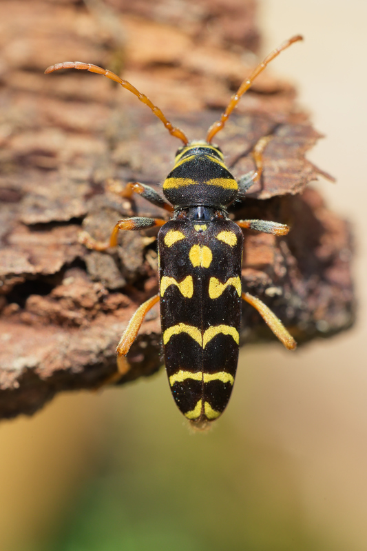 Plagionotus arcuatus10.jpg