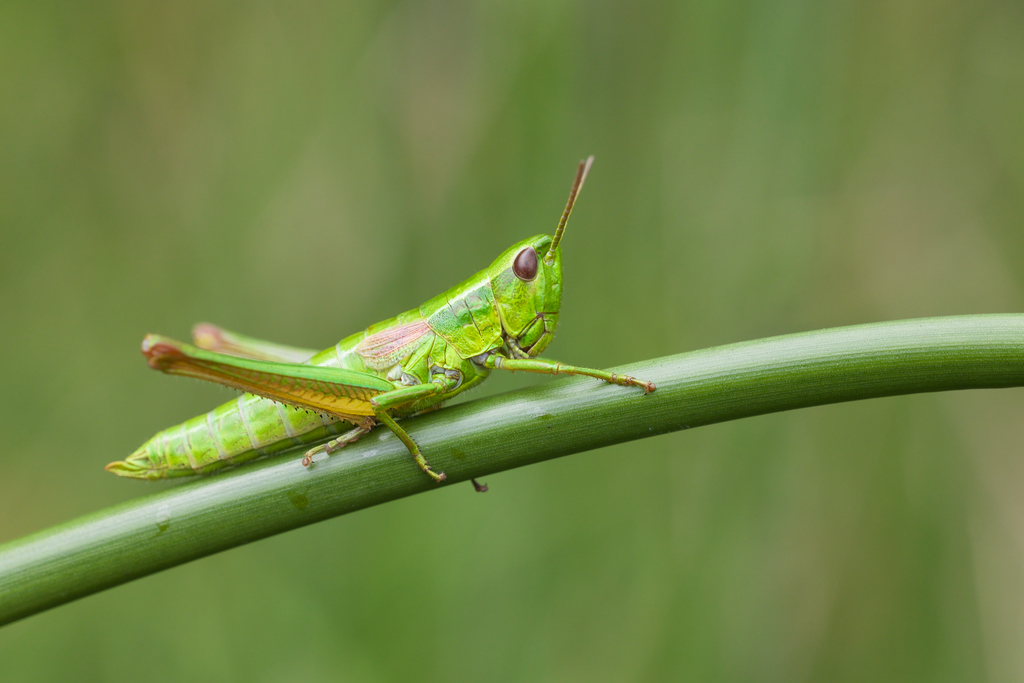 Criquet genévriers2.jpg