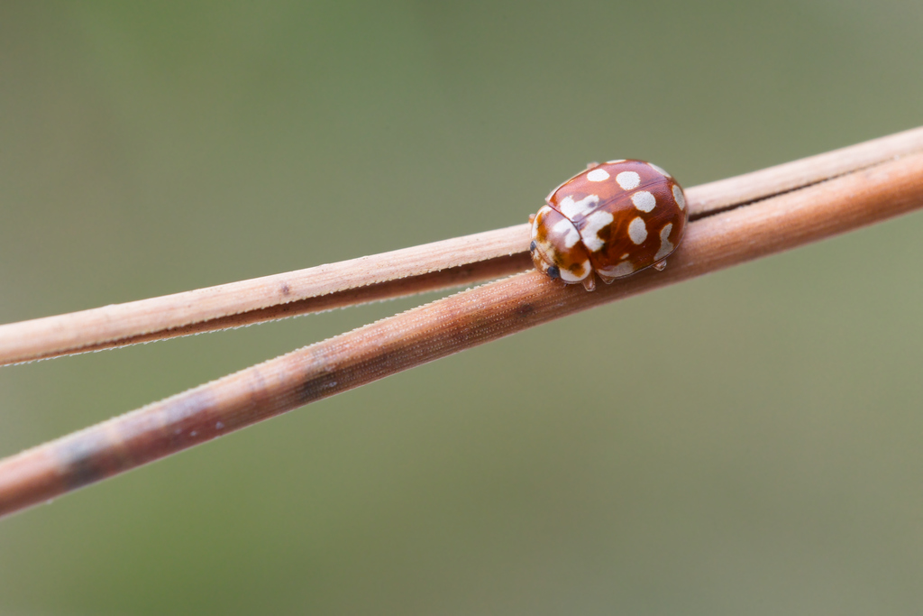 Cocc du pin-Myrrha.jpg