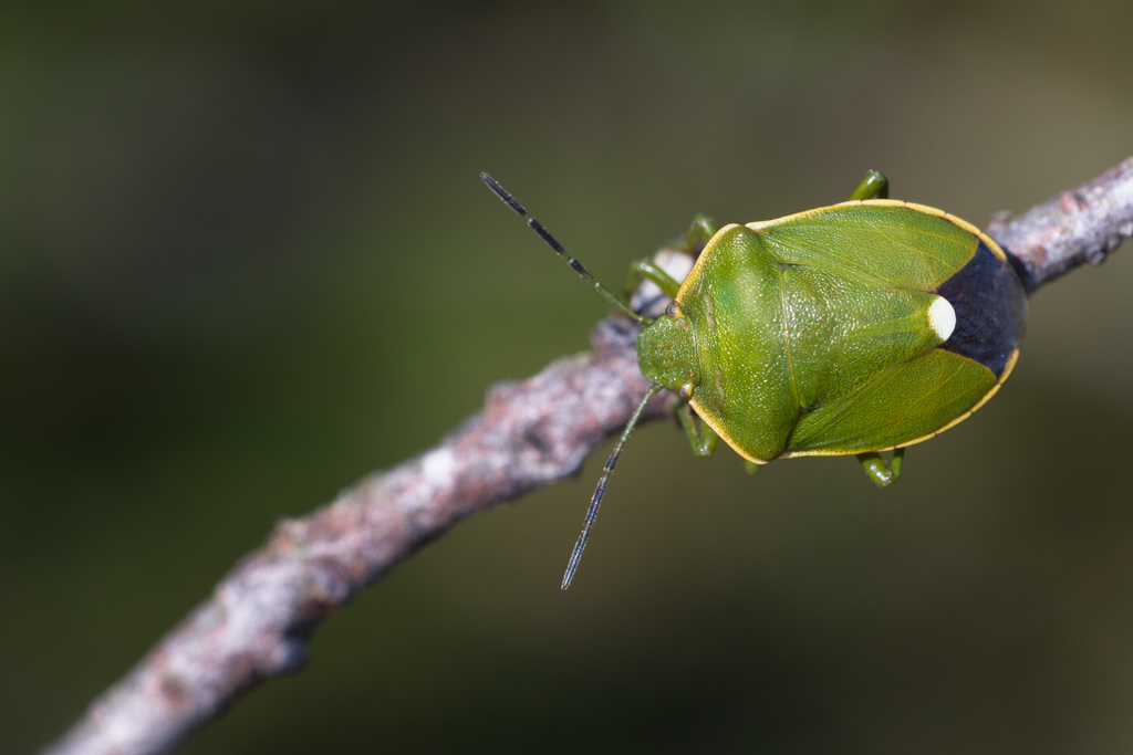 Chlorochroa juniperina Chambolle16.jpg