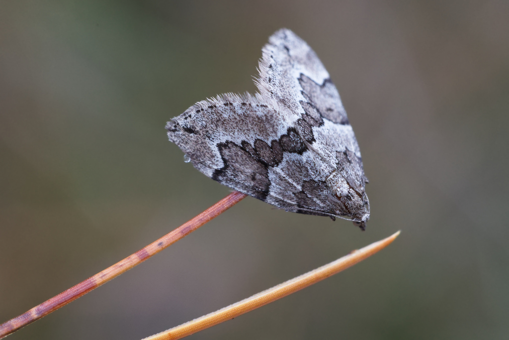 Thera juniperina2.jpg