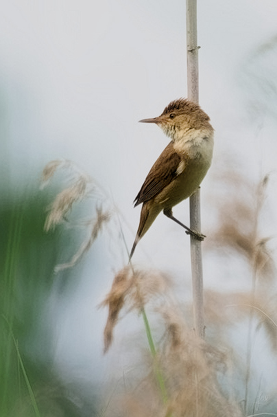 DSC_0340_DxO_Nik redim forum.jpg