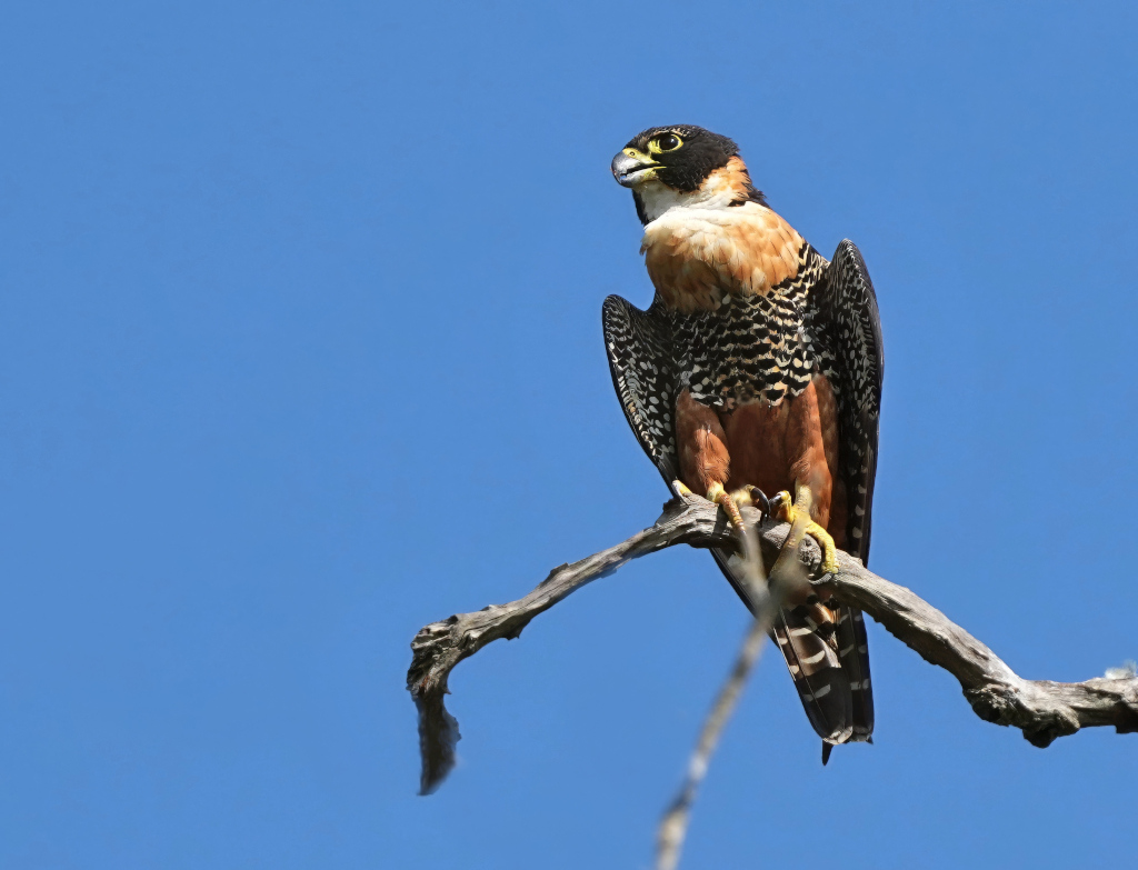 109Faucon orangé - Chapada(t).JPG